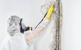 Best Commercial Mold Inspection  in USA